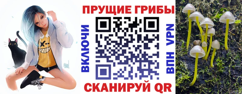 Галлюциногенные грибы Cubensis  наркотики  Каменногорск 